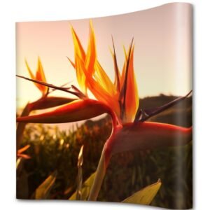 Samostojeći reklamni zid zaobljeni / Pop Up 3×3 - 3×4